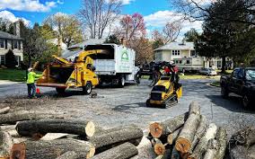 Professional Tree Care in Ralston, NE