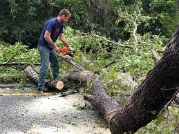 Trusted Ralston, NE Tree Care Experts